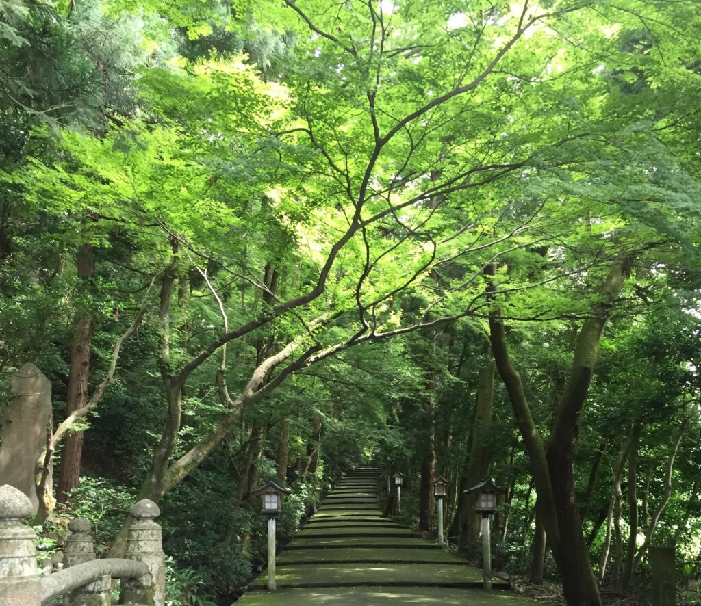 白山比咩神社(しらやまひめじんきゃ)表参道
