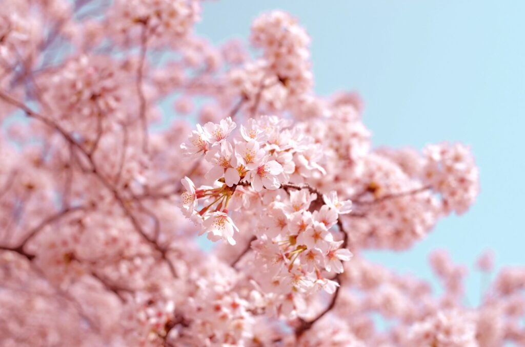 桜の木