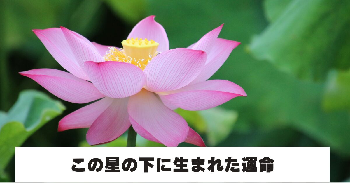 蓮の花
